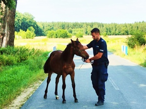 NIETYPOWA INTERWENCJA POLICJANTÓW. ZATRZYMALI…SPŁOSZONEGO KONIA.