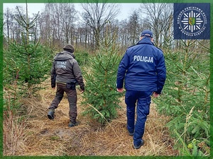 „CHOINKA” wspólne działania funkcjonariuszy Policji oraz Straży Leśnej