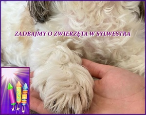 Zadbajmy o zwierzęta w Sylwestra