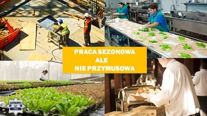PRACA SEZONOWA, ALE NIE PRZYMUSOWA