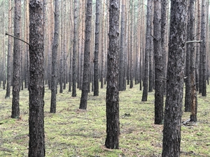 Jak dobrze przygotować się do grzybobrania