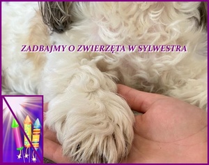 Sylwester bez strachu - pomyślmy o zwierzętach