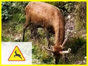 Kierowco! Uważaj na dzikie zwierzęta na drodze!